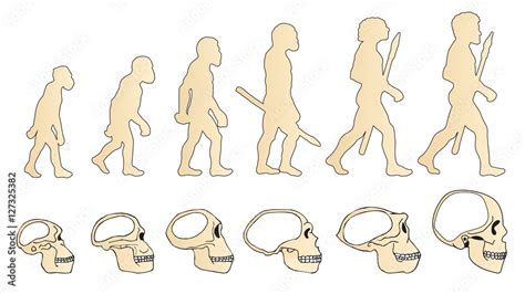 Evolution Of The Skull Human Skull Australopithecus Homo Erectus