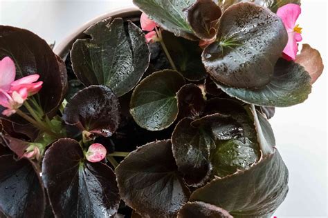 Wax Begonia Plant Care And Growing Guide