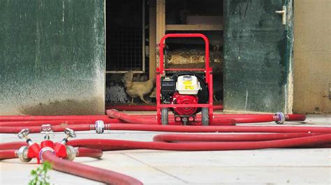 Herten en schapen in nederweert doodgebeten door wolf. Kippen sterven door grote brand Nederweert | Binnenland ...