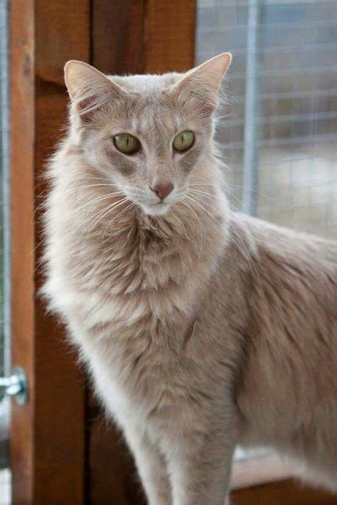 32 Best Oriental Longhair Cats Images Cats Oriental Cat Cat Breeds