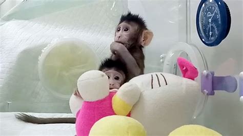 Scientists Clone Monkeys Could Humans Be Next