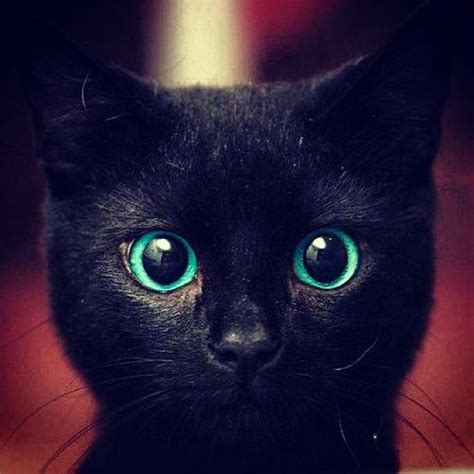 Black Cat With Blue Eyes Cats Pinterest
