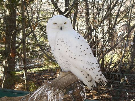 The Online Zoo Snowy Owl