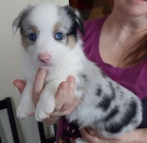 *3 PUPPIES LEFT - AUGI'S FOR SALE! (Corgi x Australian Shepherd