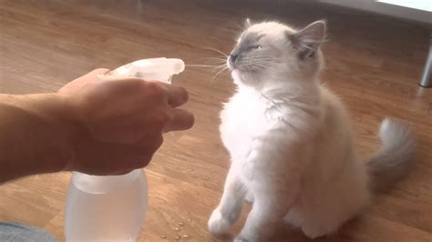 Ragdoll Kitten Enjoys The Spray Bottle Youtube