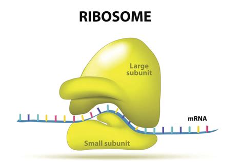 Ribosomas Los Constructores De Proteínas De Una Célula Zemhe
