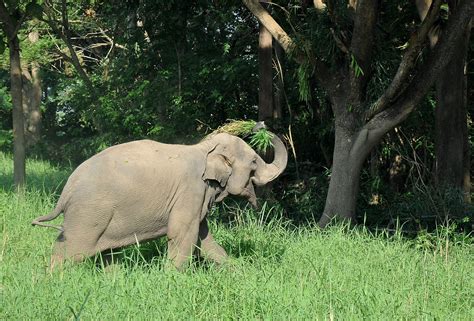 Asian Elephant Conservation | Elephant Sanctuaries | Globalteer