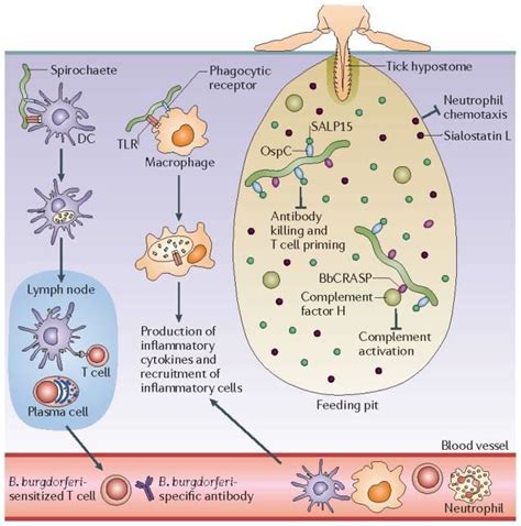The Early Steps Of Immune Evasion That B Burgdorferi Employs After It