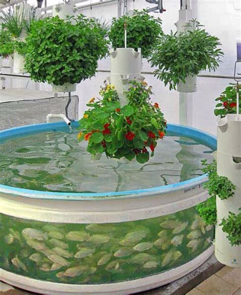 Aquaponic System With Blue Tilapia And Hanging Plants The Lab