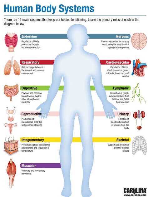 Infographic Human Body Systems Basic Anatomy And Physiology Human