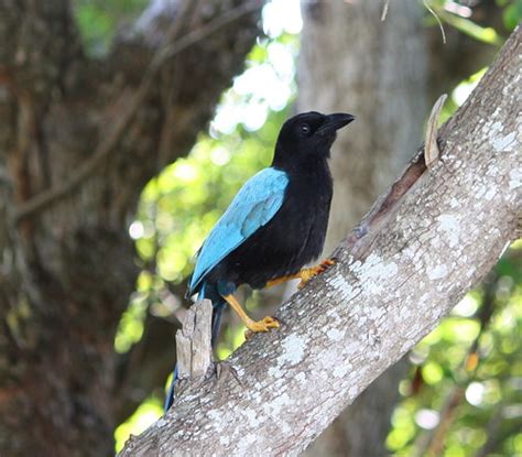 Help Iding Black Bird Bright Blue Wings Photographed In Cancun