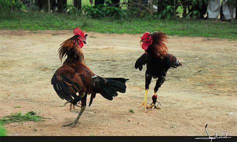 Chicken with eggshell on white background vector illustration design. Aleda Costa: Roosters Fighting - Pictures