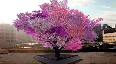 Magic Tree Multi Blossom Hybrid Grows 40 Different Kinds Of Fruit — Rt