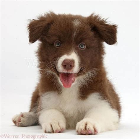 After buying a border collie pup, not only will you have to make sure that you can give the lifestyle she deserves, but also. Chocolate Brown Border Collie Puppy | Animalia | Border ...