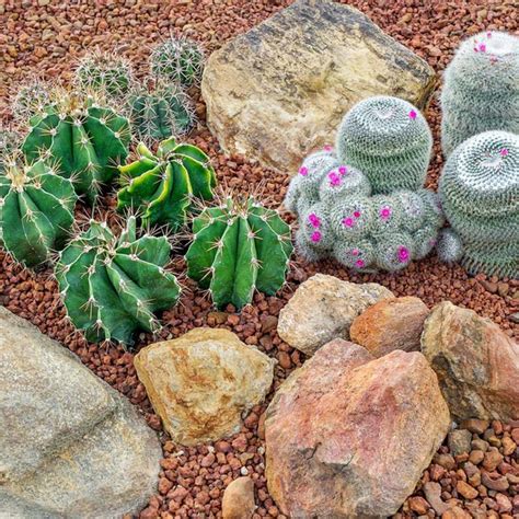 10 Outstanding Desert Landscaping Ideas Desert Landscaping Cactus