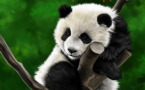 445 Wallpaper Hd Panda Cute For Free Myweb