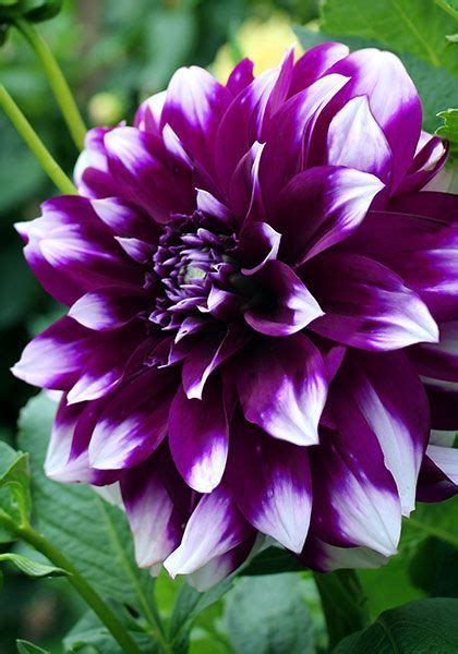 Purple Dahlia Bloomin Dahlias Pinterest