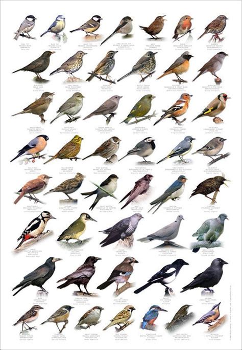 Uk Garden Birds Chart Yahoo Image Search Results Bird