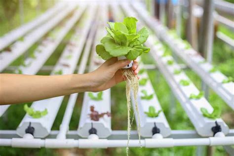 What Are The 6 Types Of Hydroponics Setups And Methods Rural Living