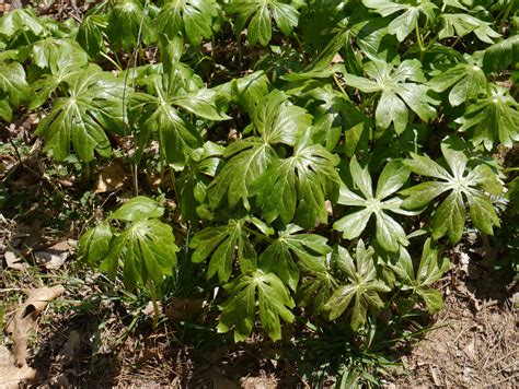 Exceptions this is a large group with species that vary widely in characteristics; Mayapple | Identify that Plant