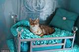 Cat Beds Luxury Uk Images
