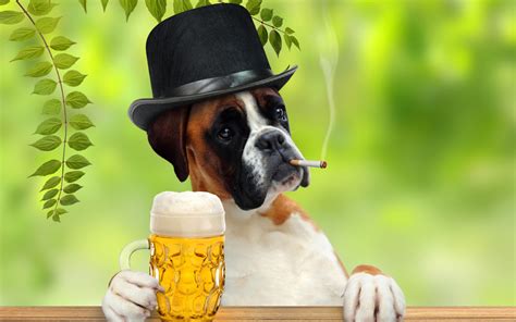 Dog Drinking Beer Wallpaper For 1920x1200