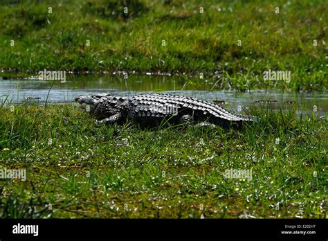 African Crocodiles Are Semi Aquatic Carnivorous Animals Congregating In