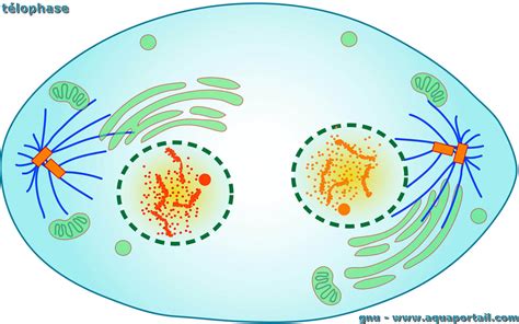 Télophase Définition Et Explications