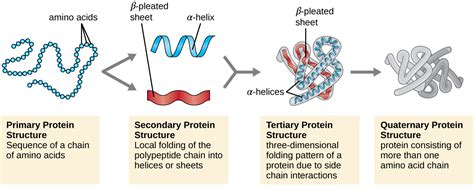 Level Of Structural Organization Of Protein Online Biology Notes