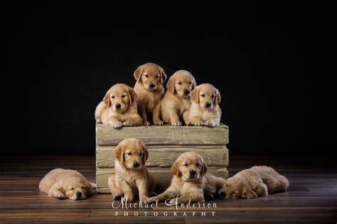 That one really cannot i've got a 7 year old australian shepard that has never had puppies. Mounds View MN Pet Photographer Adorable Golden Retriever Puppies