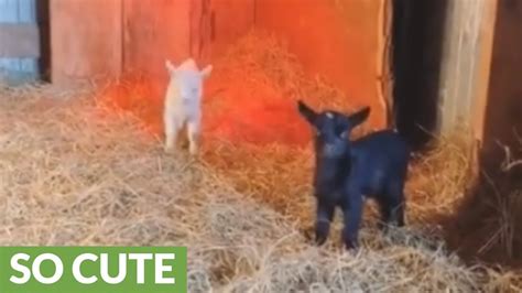 Hopping Twin Baby Goats Are The Cutest Youtube