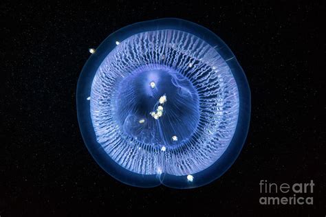 Aequorea Crystal Jellyfish With Amphipods Photograph By Alexander