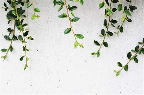 Discover High Resolution Minimalist Plant Wallpaper Latest In Cdgdbentre