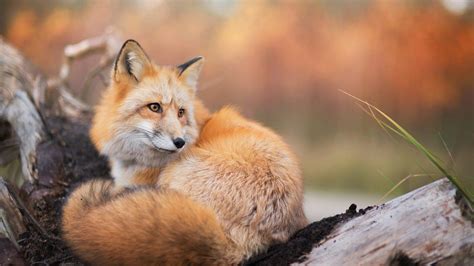 Wallpaper Id 169557 Cute Curled Fox Animals Free Download