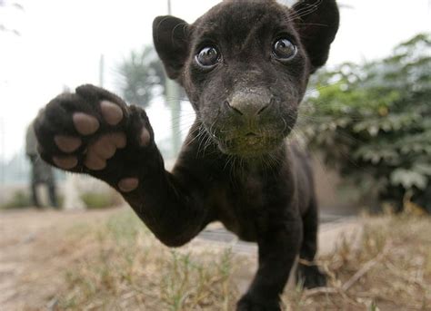 Rare Black Jaguar Cub Born In Peru At The Huachipa Zoo In Lima On