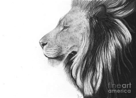 Lion Of Judah Drawing By Julie Bockes
