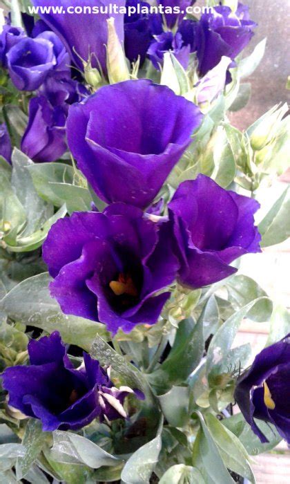 Eustoma Grandiflorum Or Texas Bluebell Care And Growing