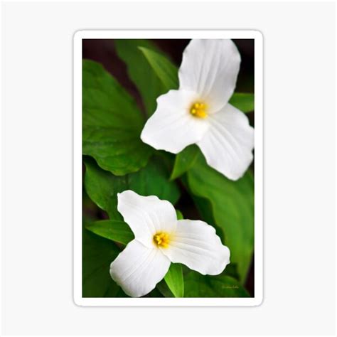 White Trillium Flowers Sticker For Sale By Rollosphotos Redbubble