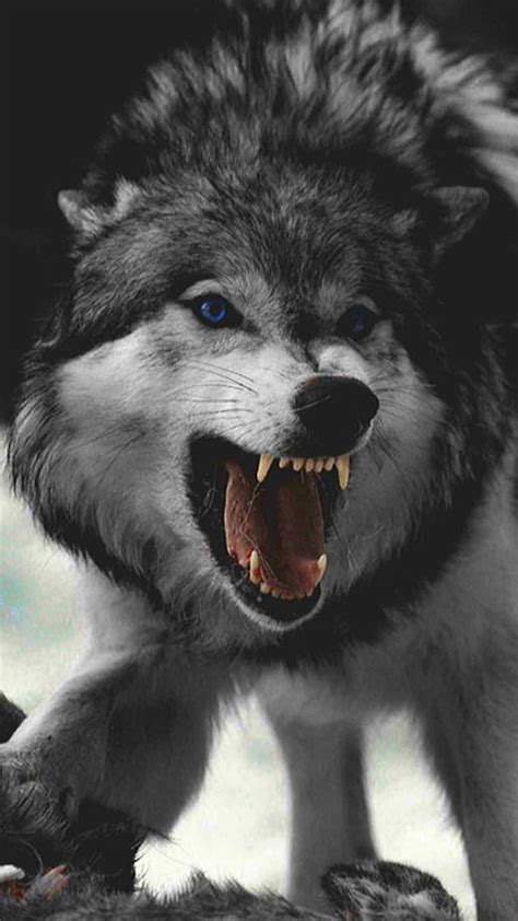 Angry Wolf Animal Mad Hd Phone Wallpaper Peakpx