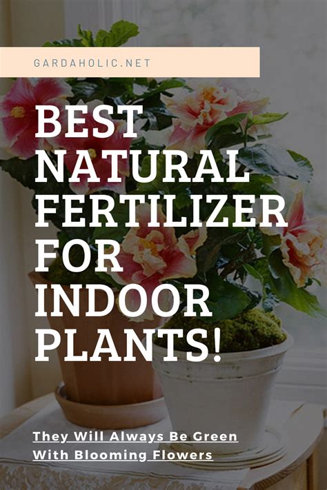 However, how and when do you apply fertilizer? Best Natural Fertilizer For Indoor Plants! They Will ...