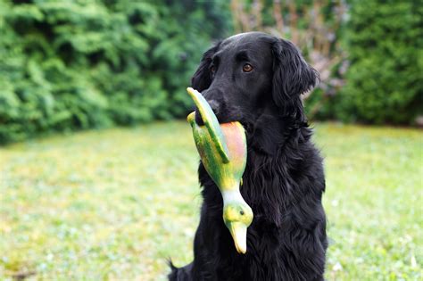 Denn es beschämt zu oft leider den menschen der hund. Studie zur Mensch-Hund-Beziehung in Österreich | comrecon.com