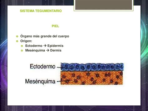 Embriología Del Sistema Tegumentario