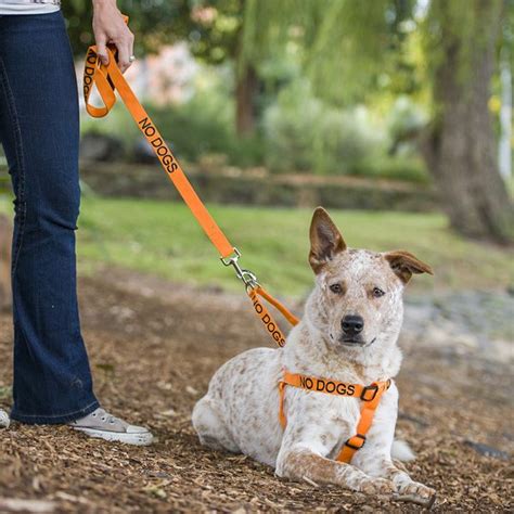 No Dogs Harness And Lead Reactive Dog Dog Harness Dog Friends
