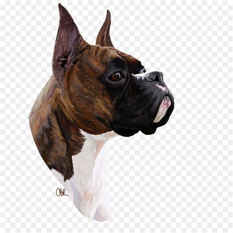 Toy Boxer Breed Wow Blog