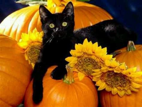 My Favorite Pic Black Cat Halloween Abyssinian Cats Halloween Cat