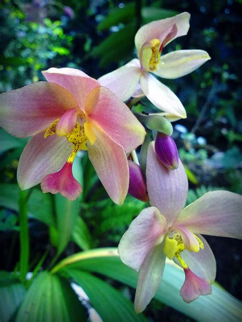 Pertama kali saya mengenalinya ialah pada 7 tahun yang lalu di frim, kepong. Gambar Nama Bunga Malaysia Orchid Hybrid Gambar Orkid ...