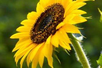 Check spelling or type a new query. How to Collect Sunflower Seeds for Replanting | Home ...
