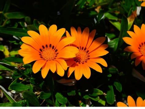 African Flowers 27 Amazing Picks For Your Garden Florgeous