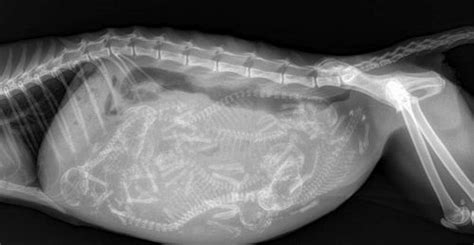 X Ray Image Of A Pregnant Cat With Six Kittens