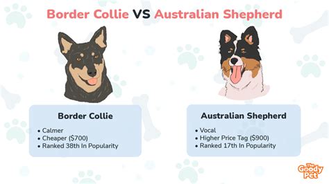 Border Collie Vs Australian Shepherd 12 Surprising Differences The